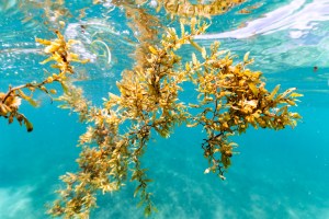 In this underwater shot, a few strands of a brownish-yellow algae floats in teal blue water. The algae looks like miniature seaweed, with little leaves and tiny balls.