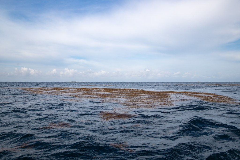 A patch of brown vegetation floats on top of dark blue water. The sky above is blue, mostly covered in white clouds.