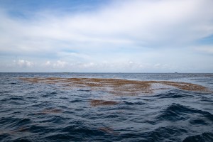 A patch of brown vegetation floats on top of dark blue water. The sky above is blue, mostly covered in white clouds.