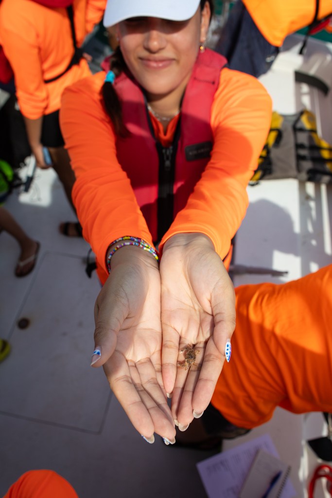 A student in a neon orange long sleeve shirt, red vest, and white baseball cap smiles as she holds her cupped hands towards the camera. In her hands is a tiny brown crab about an inch long.