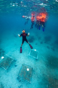 A man in a short sleeve wetsuit and red flippers, wearing a snorkel mask and snorkel, floats hallways between the seafloor and the surface and flashes a double peace sign at the camera. On the ocean floor, five square frames made of PVC are attached to the ground, with a single white balloon pulling them up. In the background, a group of students in orange shirts and fins floats at the surface.