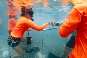 In this underwater shot, a student in shorts and a neon orange long sleeve shirt and black snorkel stands on the ocean floor in shallow water and ties a small piece of coral into a PVC frame just under the surface.