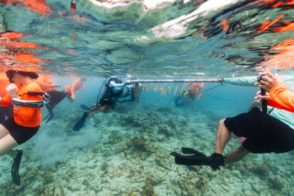 In this underwater image, a group of swimmers in snorkel gear, and one in scuba gear, swim along the surface of the water, dragging a white PVC frame. The water is teal blue, and the seafloor below is rocky.