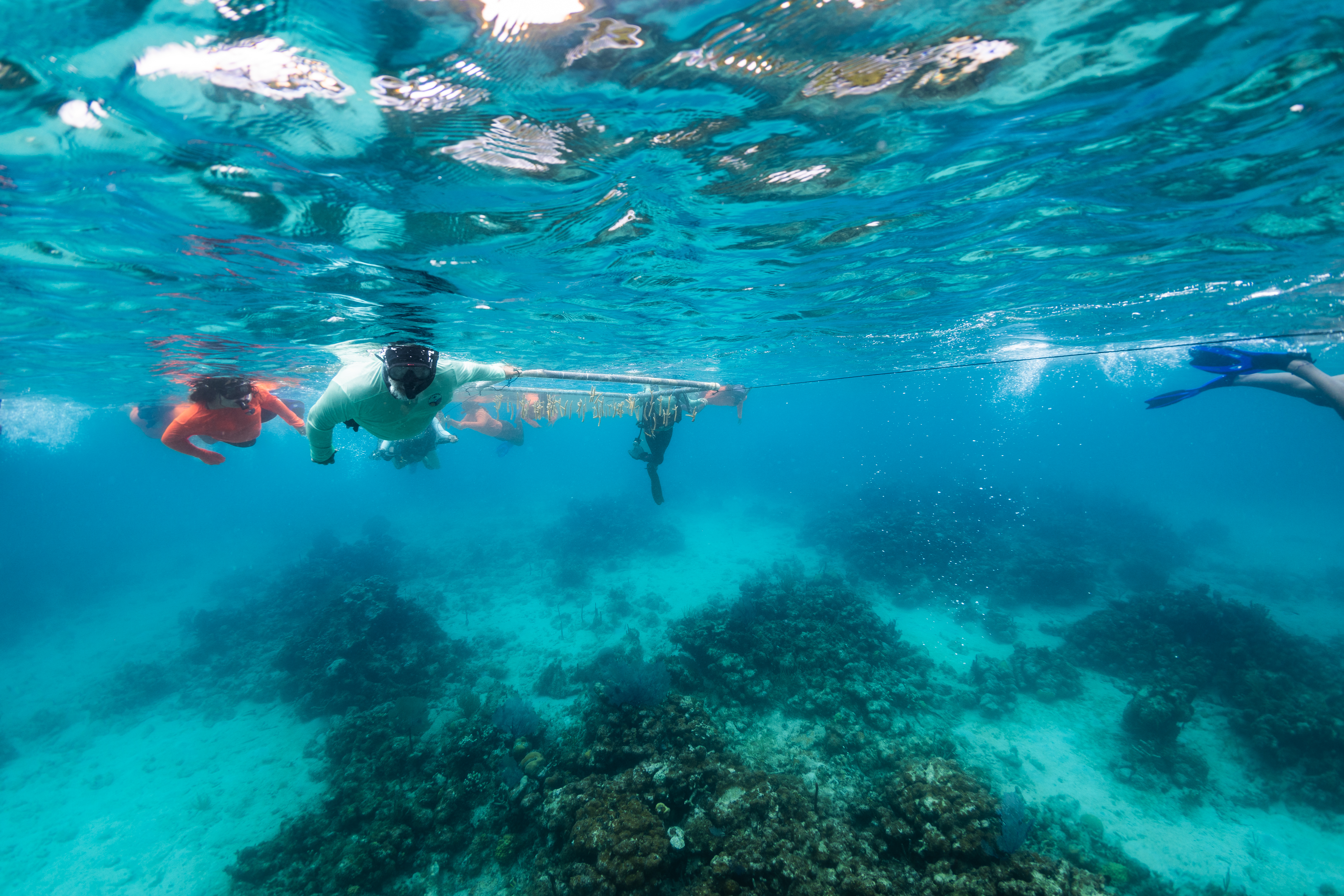 In this underwater image, a group of swimmers in snorkel gear swim along the surface of the water, dragging a white PVC frame. The water is teal blue, and the seafloor below is covered in dark brown rocks.