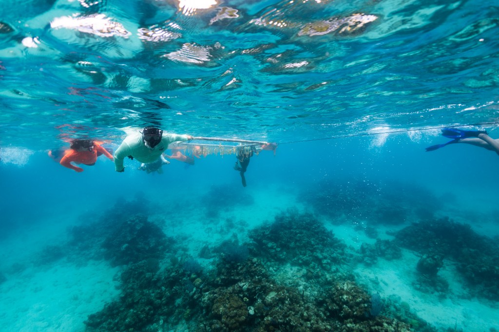 In this underwater image, a group of swimmers in snorkel gear swim along the surface of the water, dragging a white PVC frame. The water is teal blue, and the seafloor below is covered in dark brown rocks.