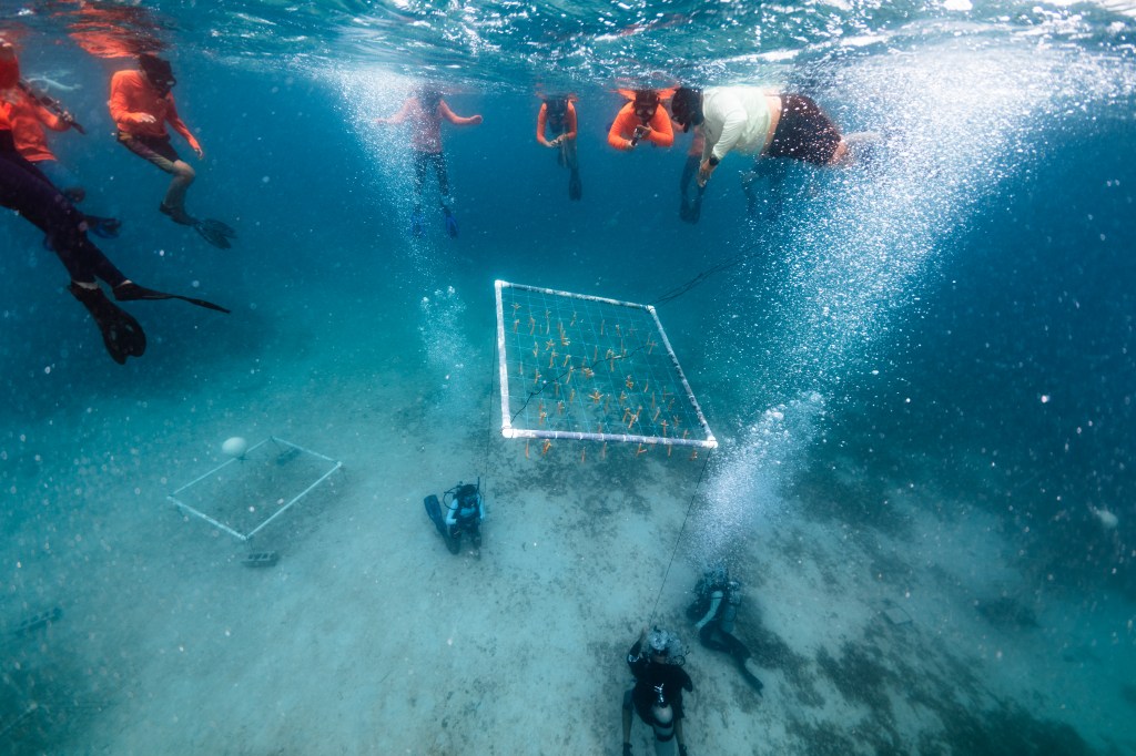 In this underwater image, three people in scuba diving gear hold rope attached to the corners of a square white frame made of PVC as they pull it to the ground. Bubbles stream from each of divers, while students in orange shirts float at the surface and watch.