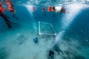 In this underwater image, three people in scuba diving gear hold rope attached to the corners of a square white frame made of PVC as they pull it to the ground. Bubbles stream from each of divers, while students in orange shirts float at the surface and watch.