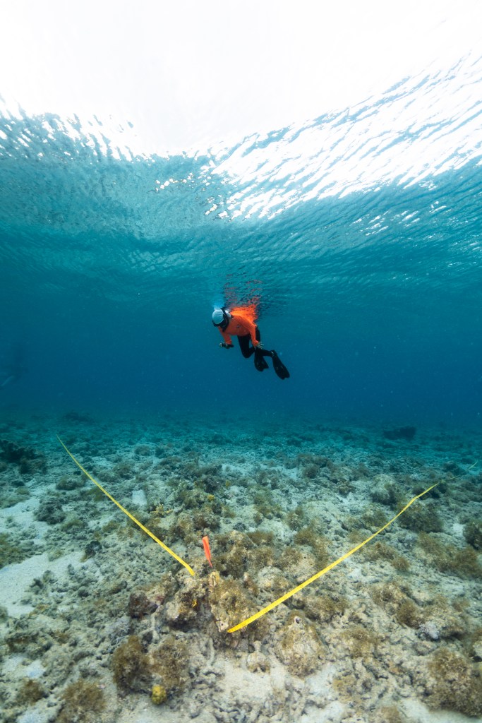 In this underwater image, a student in a neon orange long sleeve shirt, black leggings, white head covering, fins, and a snorkel floats with her back to the surface of the water, pointing a small camera straight down toward the sea floor below. Along the ground is chunks of rock and coral, with a portion of it sectioned out with a yellow stripe and a small orange flag.