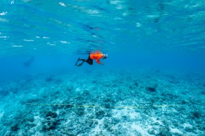 In this underwater image, a student in a neon orange long sleeve shirt, black leggings, white head covering, fins, and a snorkel floats with her back to the surface of the water, pointing a small camera straight down toward the sea floor below. Along the ground is chunks of rock and coral, with a portion of it sectioned out with a yellow stripe.