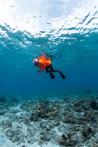 In this underwater image, a student in a neon orange long sleeve shirt, black leggings, white head covering, fins, and a snorkel floats with her back to the surface of the water, pointing a small camera straight down toward the sea floor below. Along the ground is chunks of rock and coral, with a portion of it sectioned out with a yellow stripe and a small orange flag.