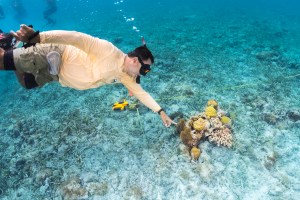 In this underwater shot, a man in a pale yellow long-sleeve shirt, khaki shorts, and snorkel swims from the left side of the frame, pointing down at a cluster of coral on the seafloor. In the background is blue water, with a rocky seafloor.