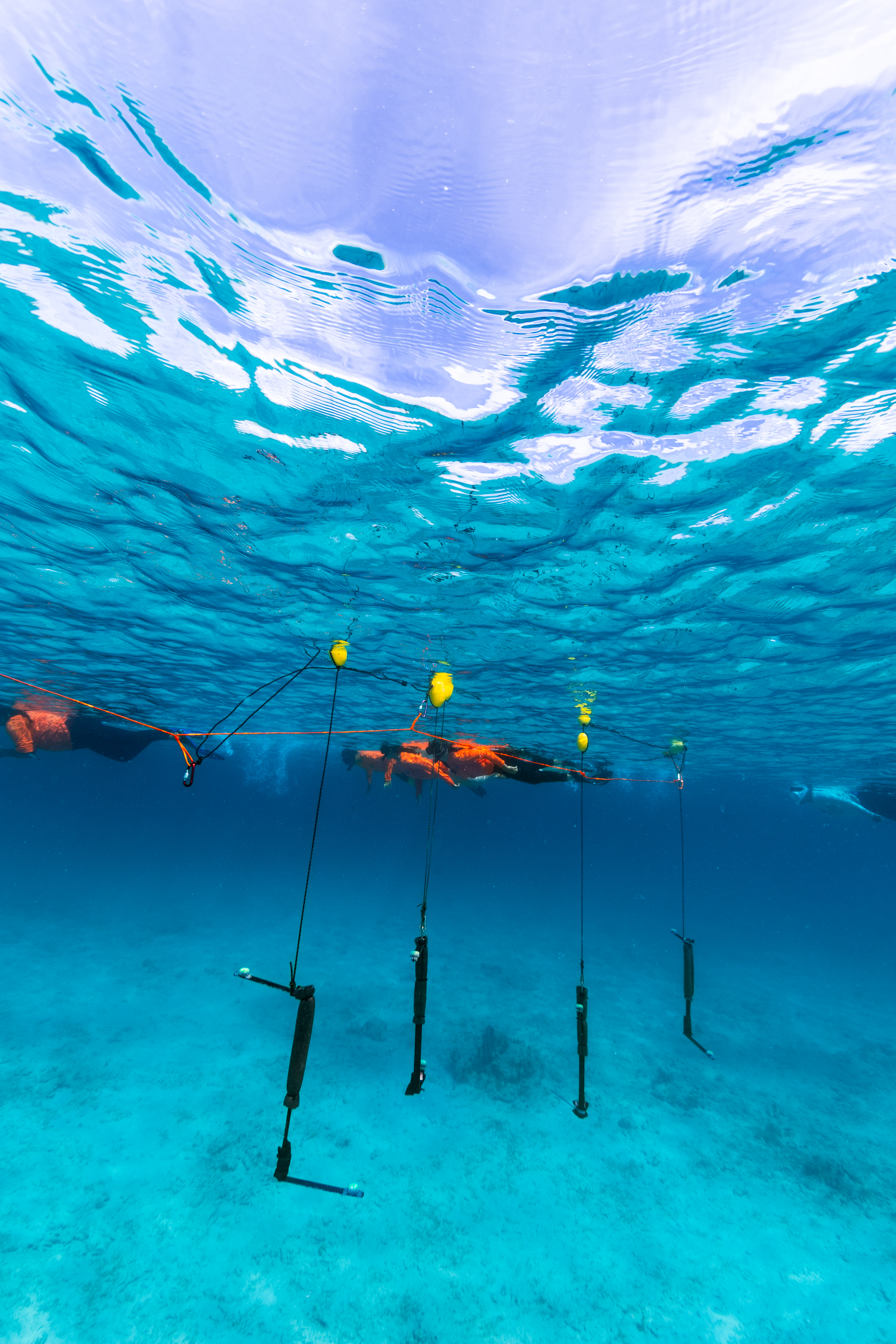 In this underwater image, a line of students a ways from the camera swim along the surface of the water, wearing neon orange long sleeves, fins, and snorkels. In the foreground, black Z-shaped instruments dangle down from a small yellow floatation buoy at the surface. The photo is majority bright blue: the surface, the water, and the sea floor.