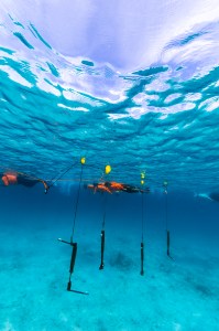 In this underwater image, a line of students a ways from the camera swim along the surface of the water, wearing neon orange long sleeves, fins, and snorkels. In the foreground, black Z-shaped instruments dangle down from a small yellow floatation buoy at the surface. The photo is majority bright blue: the surface, the water, and the sea floor.