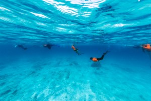 In this underwater image, a line of students a ways from the camera swim along the surface of the water, wearing neon orange long sleeves, fins, and snorkels. The photo is majority bright blue: the surface, the water, and the sea floor.