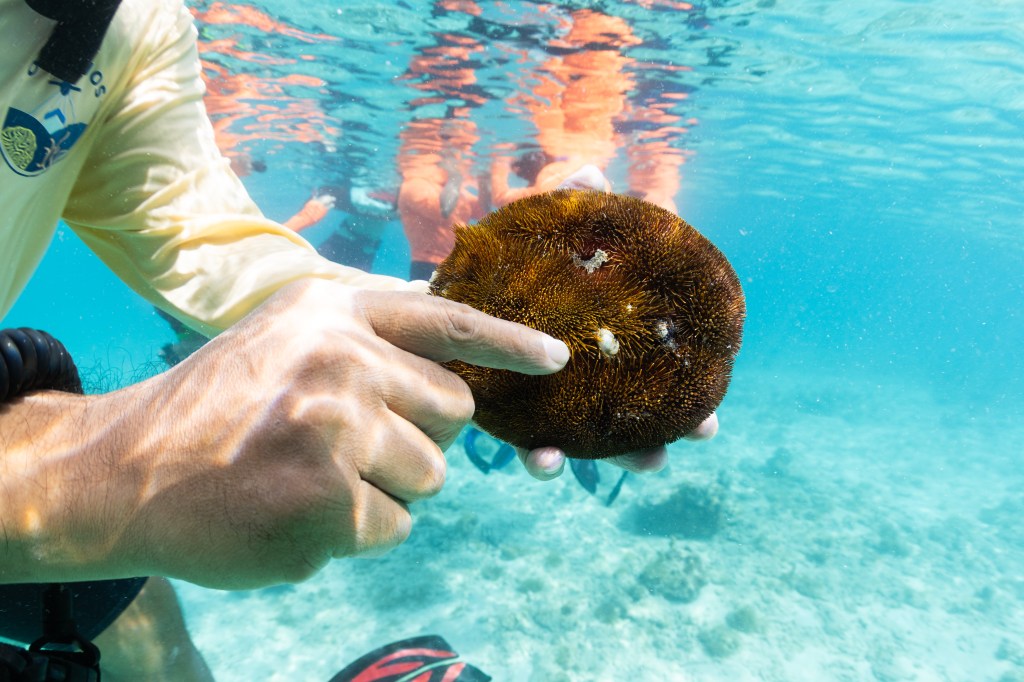 In this underwater image, a man off camera holds a circular brown coral into the frame. He points at a tiny tan crab nestled in the coral. The water in the background is bright teal.