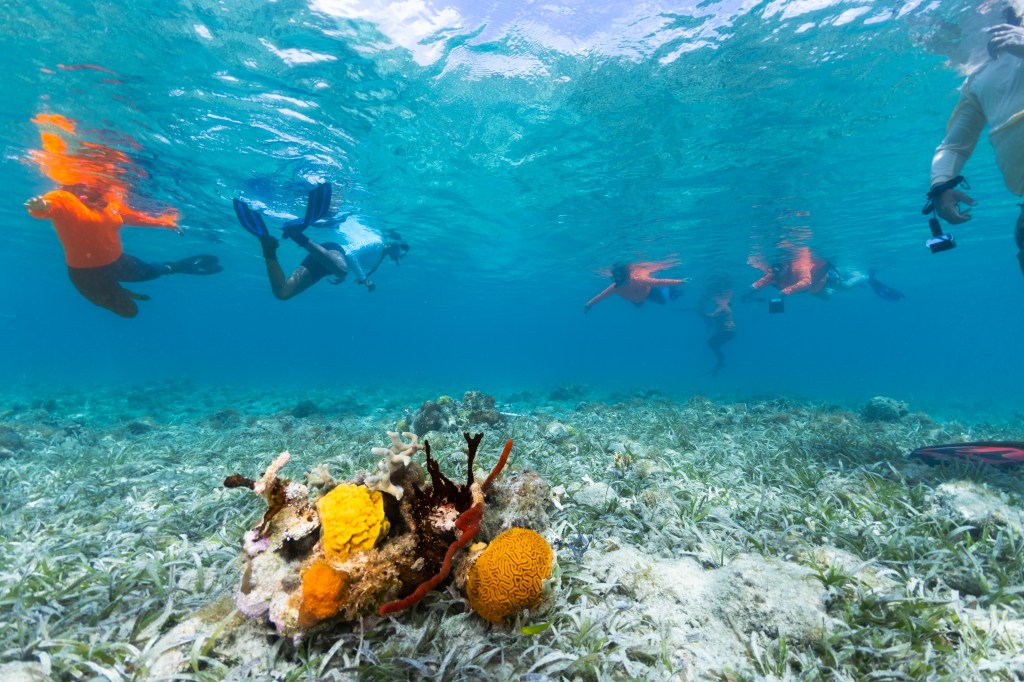 In the foreground, a chunk of brightly-colored yellow, red, and orange coral sits on the seafloor, surrounded in pale green grasses. The water above it is bright blue, dotted with the hazy shapes of snorkelers swimming along the surface.