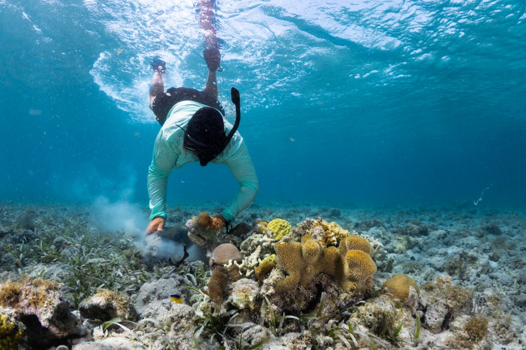 Shot from the sea floor looking up, a man in snorkeling equipment and a teal shirt is silhouetted against the blue water and the bright light of the sun, visible at the ocean's surface. In the bottom-center of the frame is a lumpy mass of brown-orange coral.