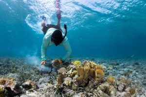 Shot from the sea floor looking up, a man in snorkeling equipment and a teal shirt is silhouetted against the blue water and the bright light of the sun, visible at the ocean's surface. In the bottom-center of the frame is a lumpy mass of brown-orange coral.