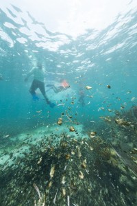 In this underwater image, bits of fuzzy brown balls and debris float up into the water from the sea floor, with blue water and the hazy figure of several people swimming in the background.