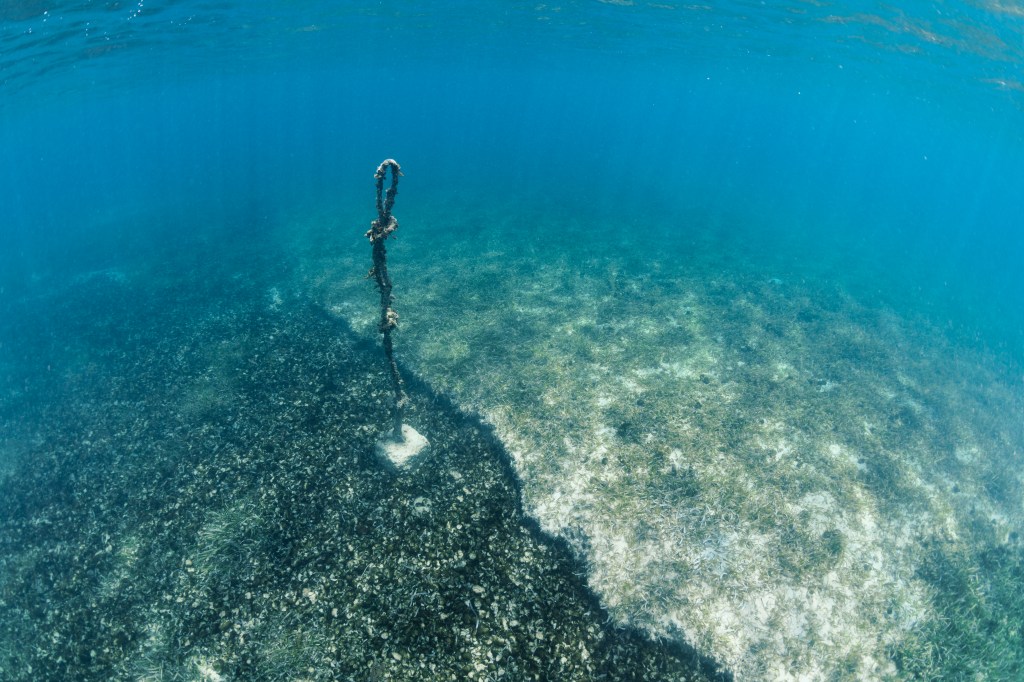 In this underwater shot of the seafloor, a jagged line divides the image diagonally from top left to bottom right. On the left side, the seafloor is covered in fuzzy ground balls. on the right, the tan sandy floor is scattered with green grasses. A stretch of rope with a loop on the end floats straight up from the center of the line.