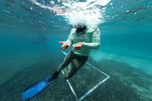 In this underwater shot, a woman in a teal long-sleeve shirt, green leggings, blue flippers, and black snorkel and mask floats just at the surface of the water, holding a fuzzy brown ball out in front of her. In the background is bright blue water, and the sea floor is covered in more of the fuzzy brown balls.