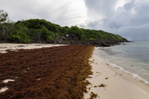 A shot down a beach perpendicular to the teal blue water on the right, with a dark green forest in the background. In the foreground, stretching from the camera ll the way down the beach is a thick carpet of dark brown seaweed.