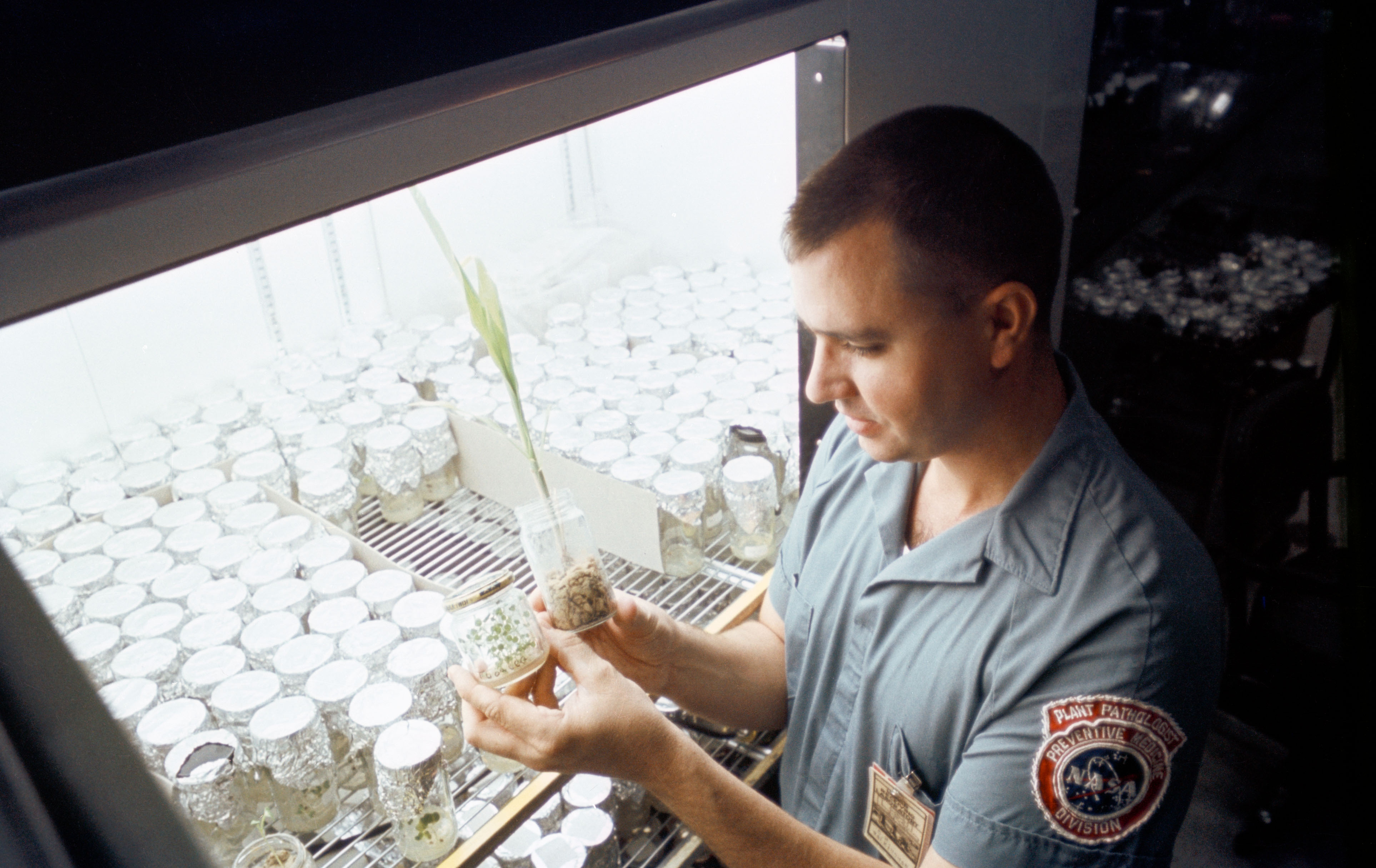 Dr. Charles Walkinshaw, MSC Botanist, examines sorghum and tobacco plants in Lunar (germ free) soil in the Plant Laboratory of the Lunar Receiving Laboratory (LRL).