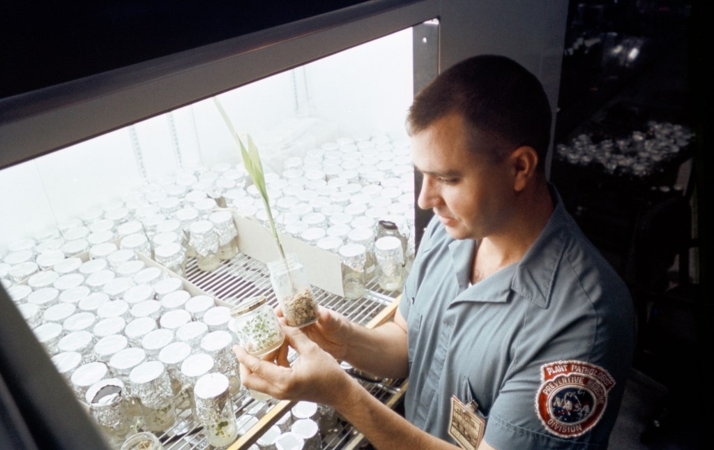 Dr. Charles Walkinshaw, MSC Botanist, examines sorghum and tobacco plants in Lunar (germ free) soil in the Plant Laboratory of the Lunar Receiving Laboratory (LRL).