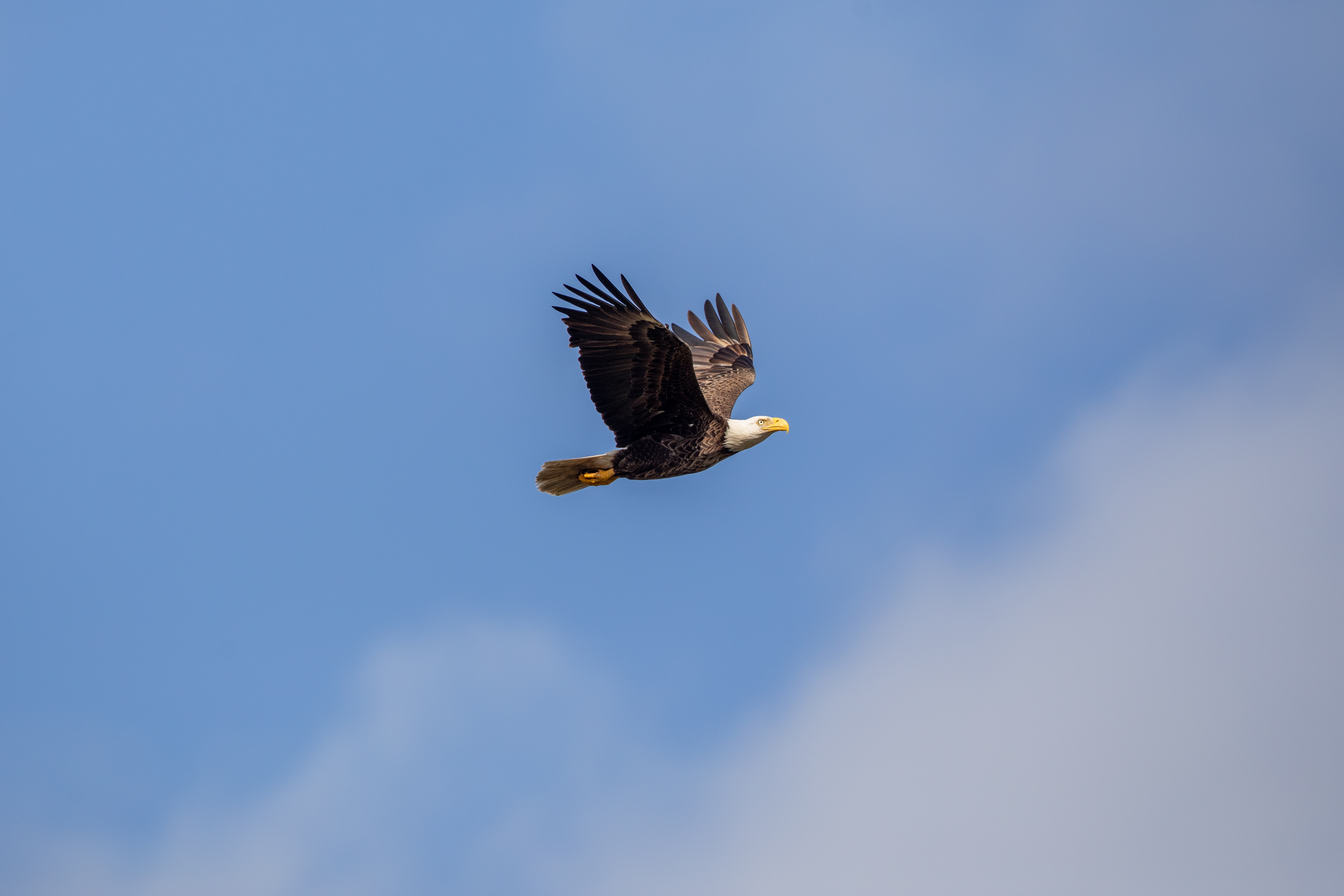 American Bald Eagle at NASA’s Kennedy Space Center