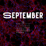 Stem cells grown on nanomaterial scaffolds aboard the International Space Station showed that structural improvements were obtained through in-space manufacturing and translated directly into biological improvements. The space-grown stem cells could help advance regenerative medicine research for vaccines and cartilage repair. Image courtesy of the University of Connecticut.