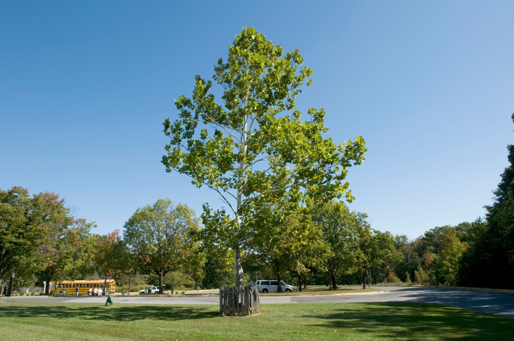 a slender sycamore with green leaves