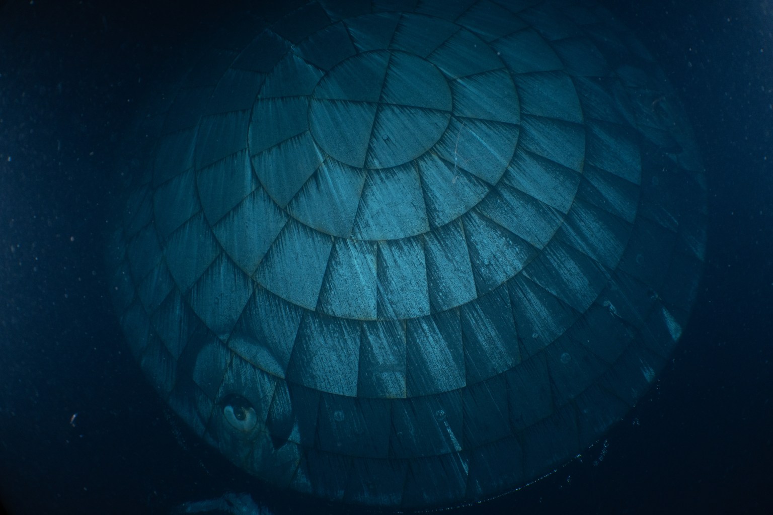 heatshield.jpg