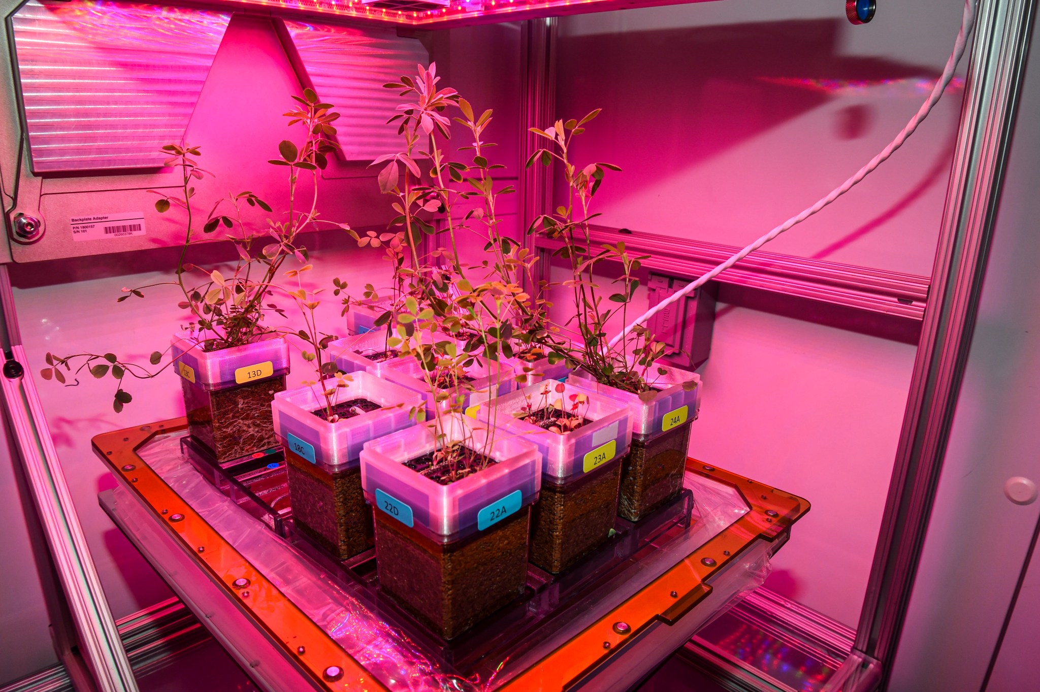 Six small square plant containers labeled with colored tags sit inside a controlled growth chamber under pink LED grow lights. The plants are young and leafy, growing in soil-filled transparent pots arranged on a metal platform within an enclosed research setup.