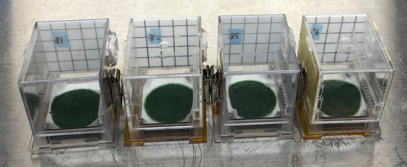 Four transparent rectangular experiment modules sit on a metal surface, each containing a circular patch of bright green spirulina growing at the bottom. The modules are labeled with blue number tags and have a grid pattern on the back wall for measurement. Small clips hold the modules together in pairs, forming a compact setup.