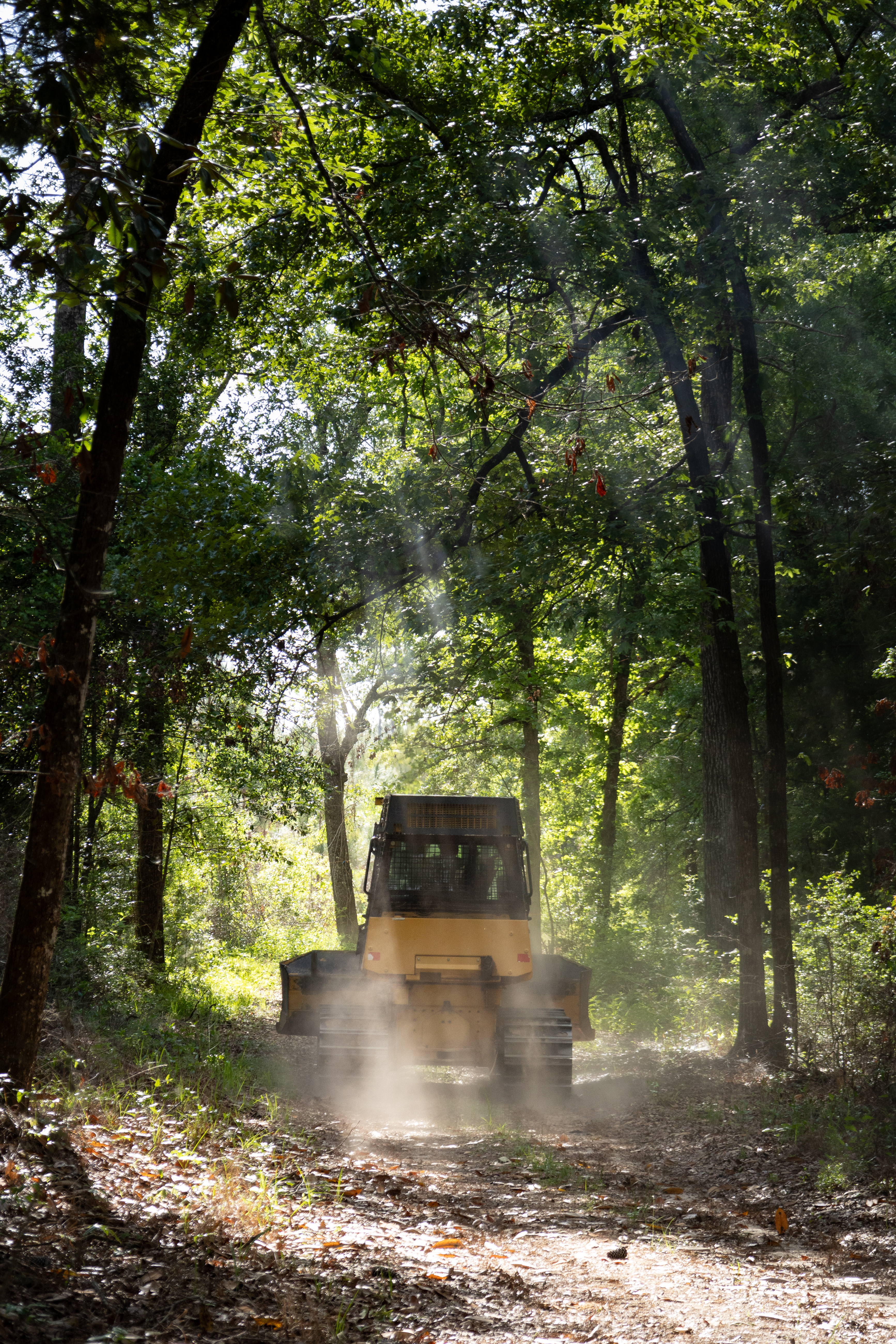 A yellow and black bulldozer drives down a dirt path in a forest of tall trees. Some of the dirt is kicked up behind the dozer, catching a beam of sun coming through the trees.