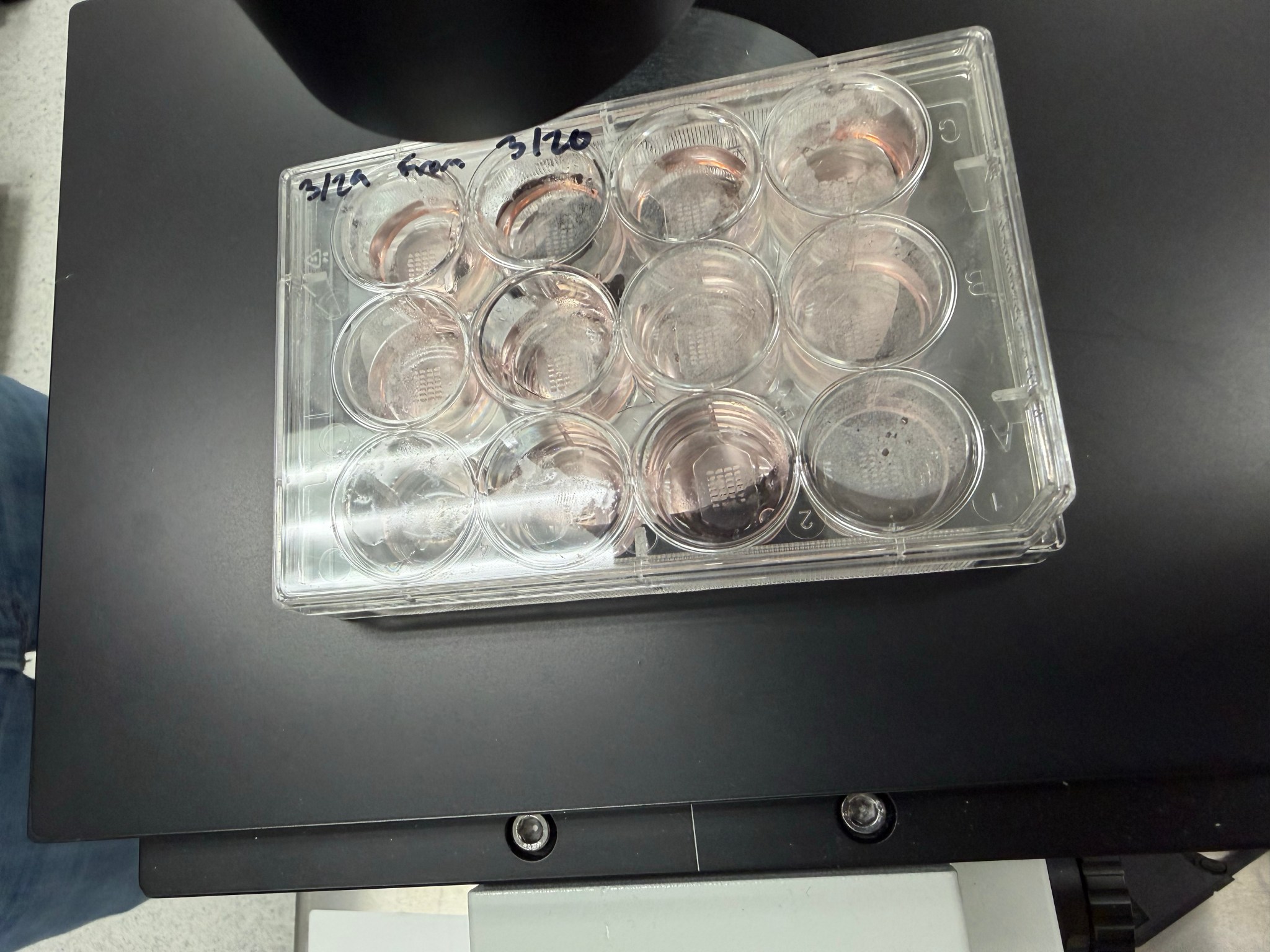 Preflight imagery of stem cell derived heart tissue models produced for the MVP Cell-09 investigation.