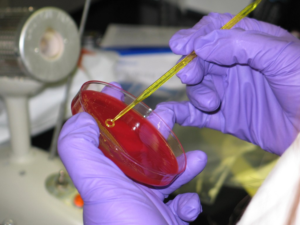 Environmental Microbiology Laboratory handling agar plate