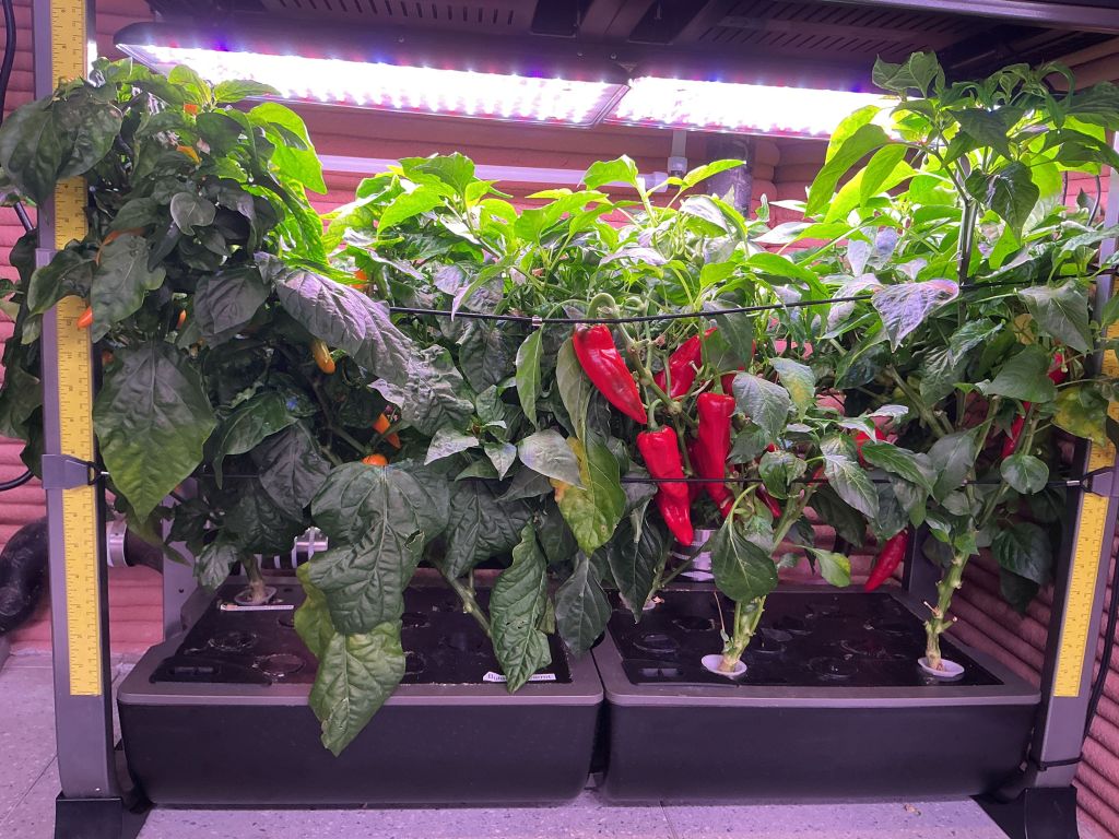 Hydroponic crop growth system within CHAPEA Mission 2