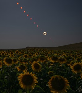 This composite image shows the progression of a total solar eclipse over a sunflower field in Spain. Credit: NASA/Bill Ingalls
