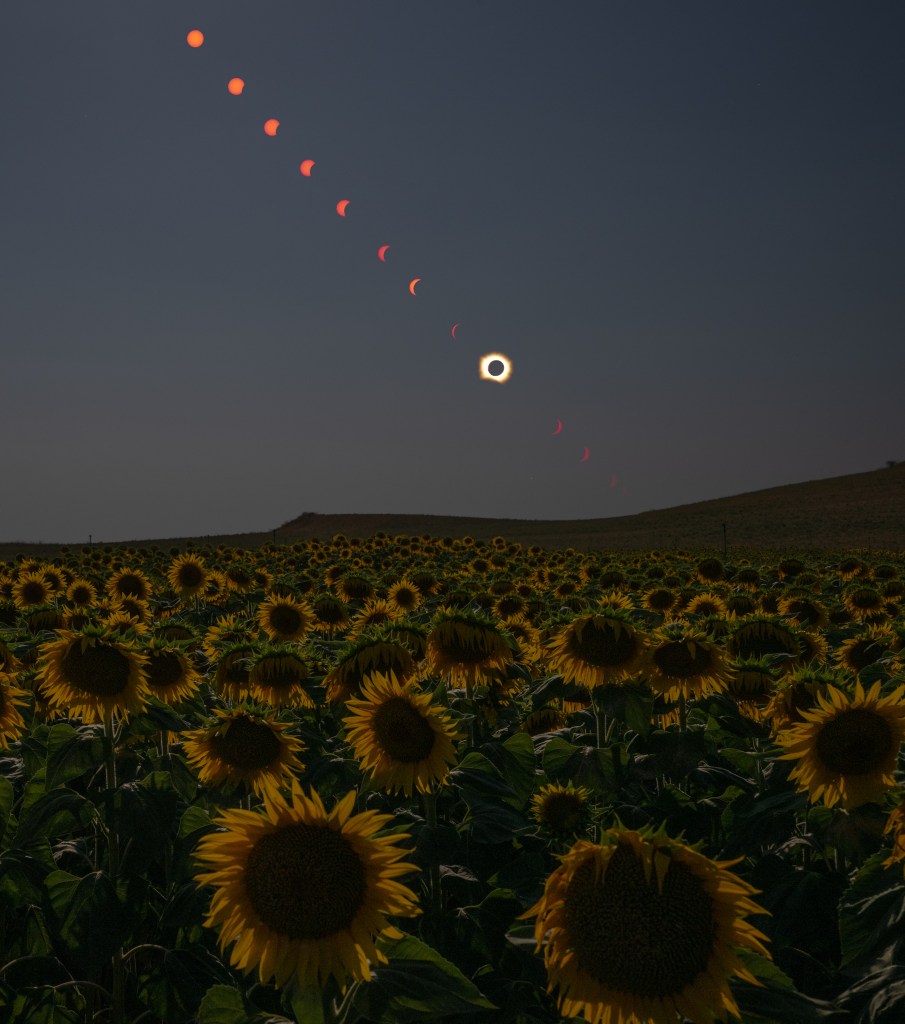 
			Total Solar Eclipse in Sunflower Field - NASA			