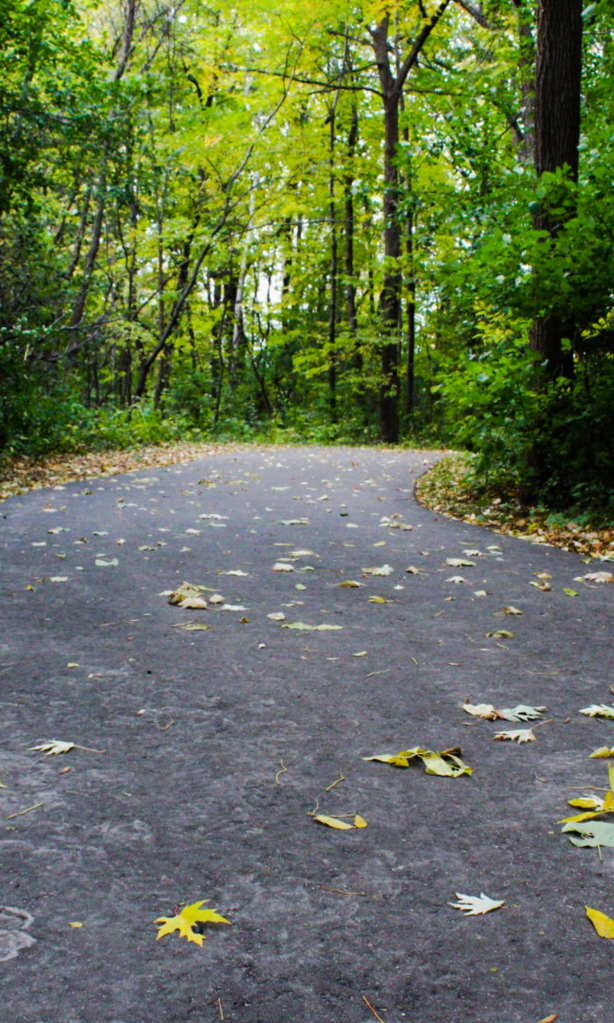 A curved path in the forest for walking or running.