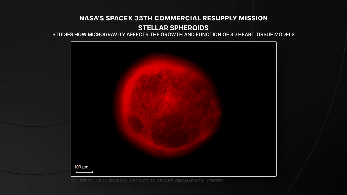 Stellar Spheroids examines growth and function of 3D heart tissues models in microgravity. Credit: NASA