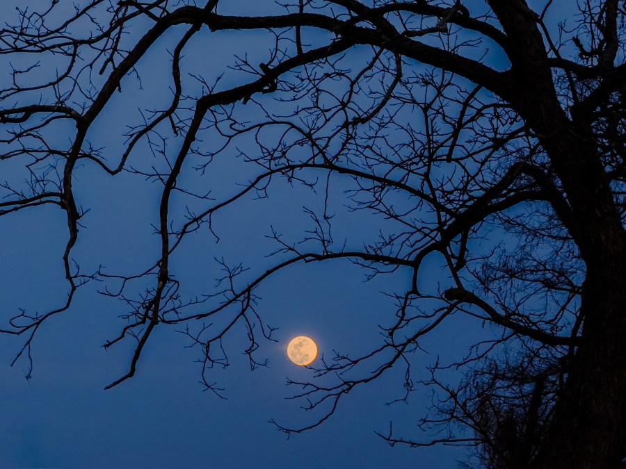 A full Moon is framed by the branches of a pecan tree on March 13, 2025, just outside of New Orleans, Louisiana.