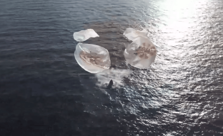 NASA’s SpaceX Crew-12 splashes down off the coast of Los Angeles, California on Thursday, Oct. 8, 2026.