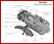  Priroda Module  