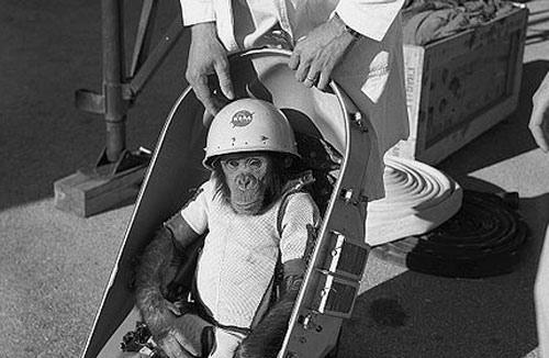 Picture of monkey preparing for spaceflight